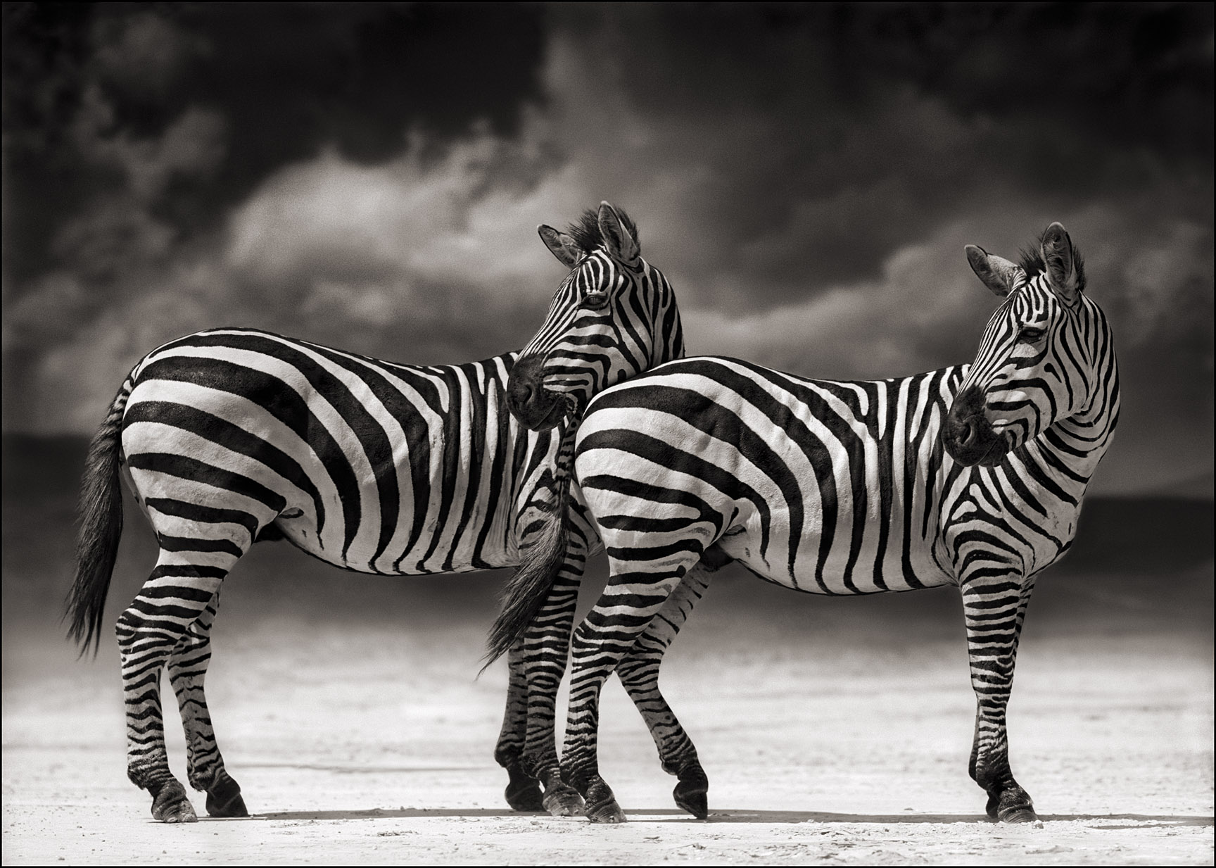 Nick Brandt - A Shadow Falls | Iris Gallery | Contemporary Fine Art